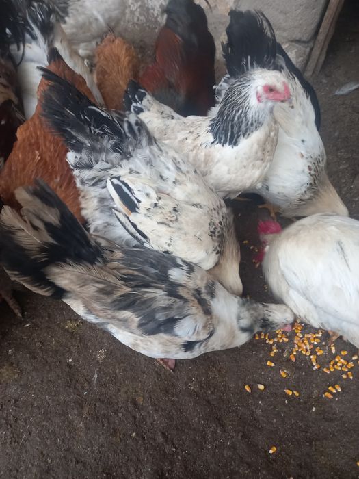 Куры несушки продам