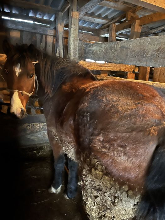 Құнан продаю с откорма