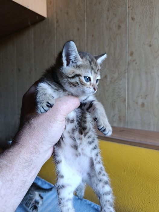 Котята месячные (22 марта)