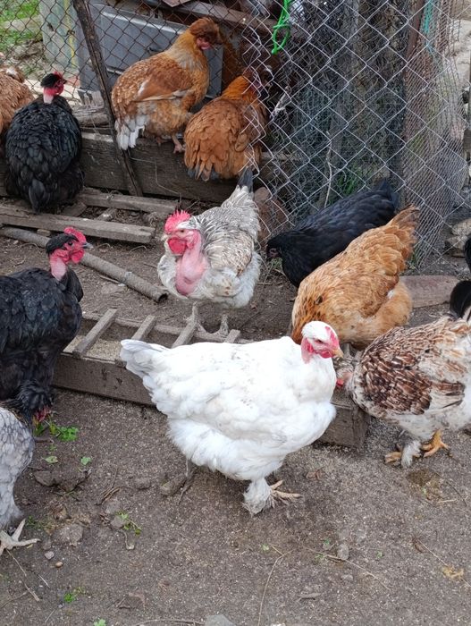 Яйца за люпене от светъл съсекс, голошийки и качулати