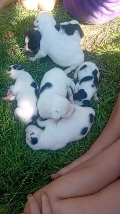 Продам щенят питбуля