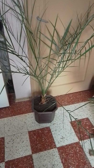 Палма - финикова