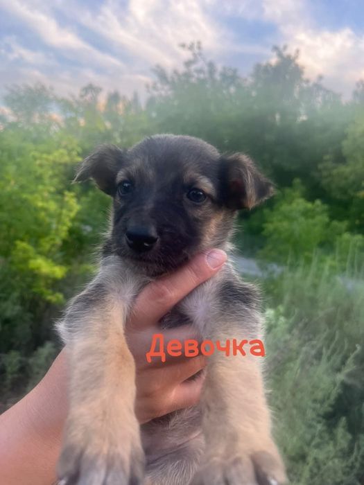 Ищем девочкам Дом!