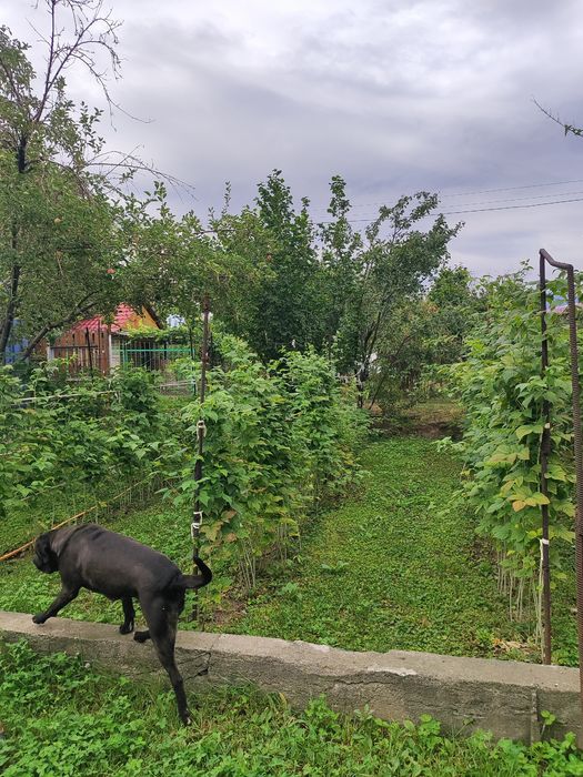 Продам дачу в Иссыке