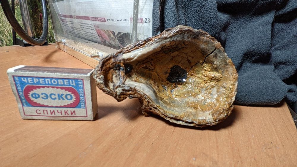 Окаменелость, ракушка