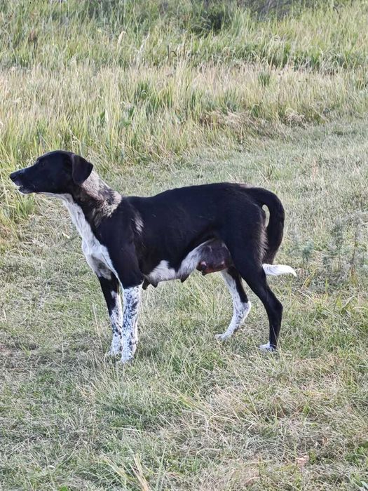 отдам в хорошие руки