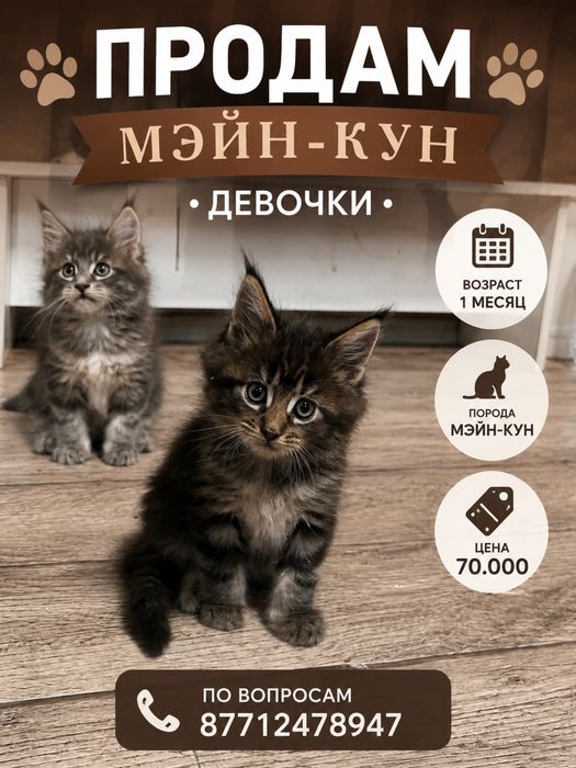 Продам мэйн-кун осталось 2 сестры