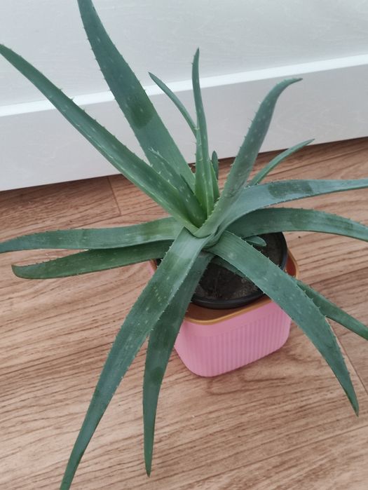 Алоэ лечебное  2500      .