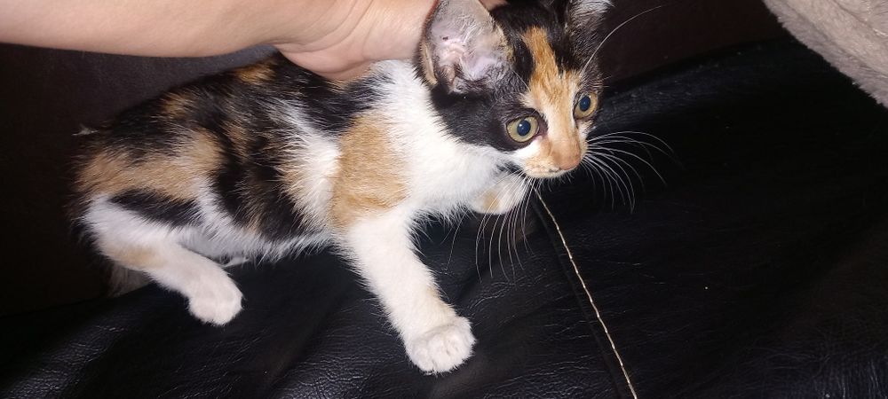 Подарявам Котенца