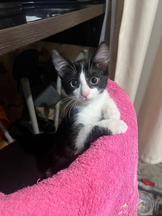 Отдам котенка 3 мес