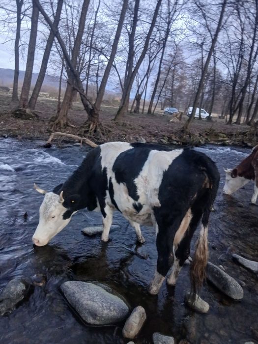 Vand vaci cu vitei