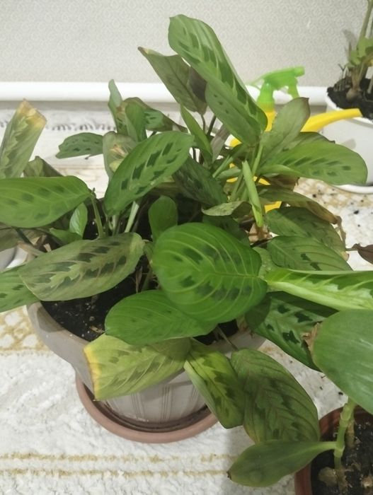 Комнатные растения