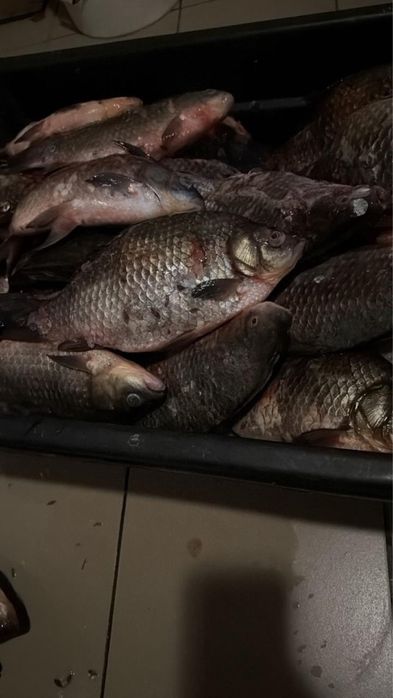Карась Рыба свежий продаем