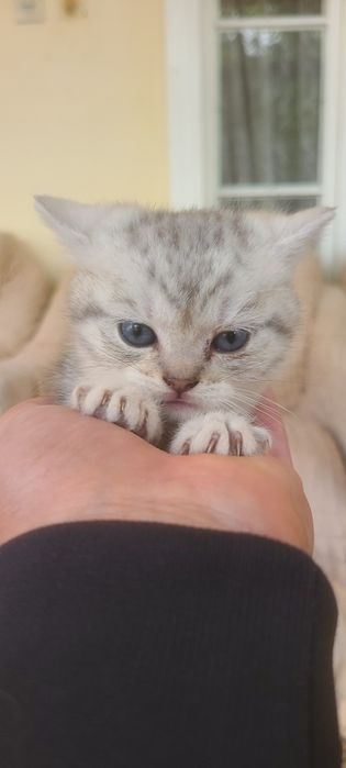 Serebritskiy Shinshila mushukchalar sotiladi