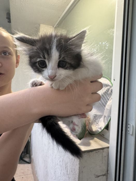 Сладки котета късметлийчета