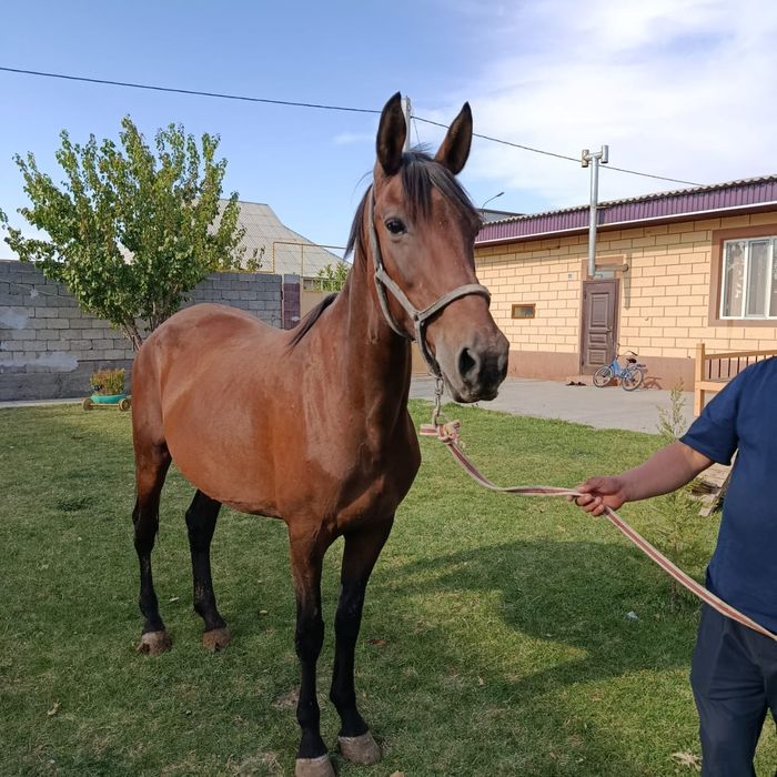 Жабагы 11 ай таза канды