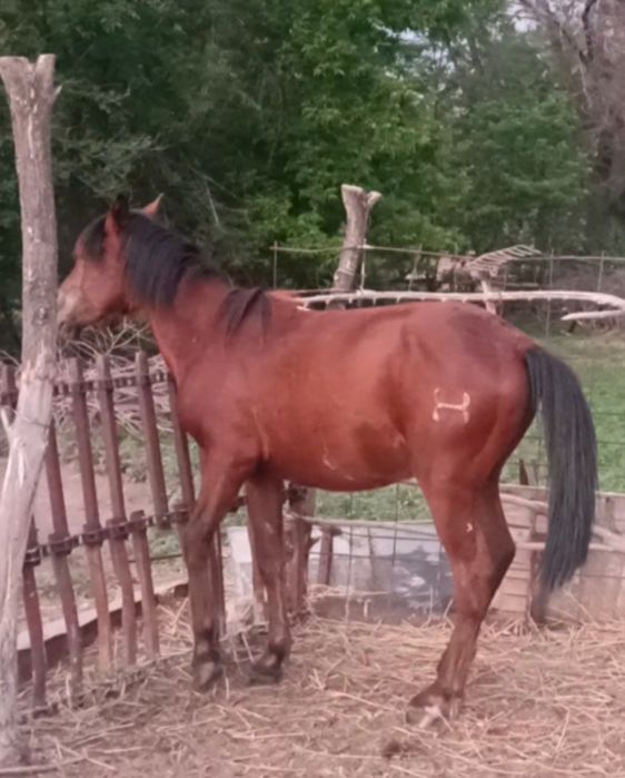 Дөнен, еркек, міңгі.