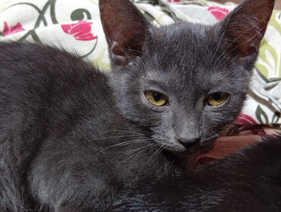 Котята даром 3 месяца