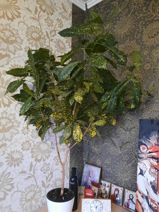 Продам  цветок "Кротон"