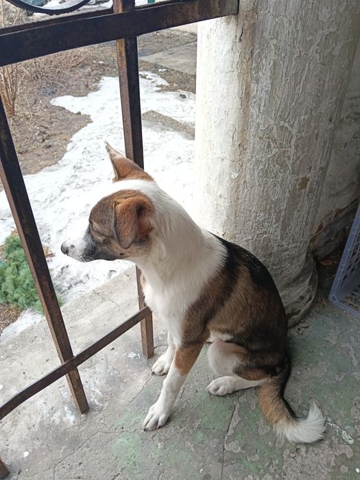 Ищет дом девочка!