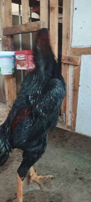 Дакан хўроз сотилади