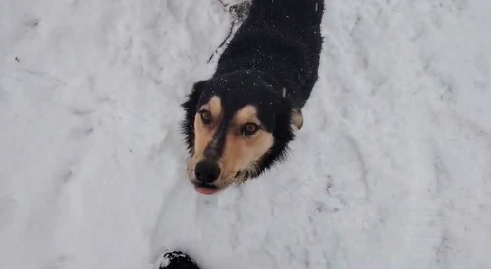 Подарим дом двум девочкам?