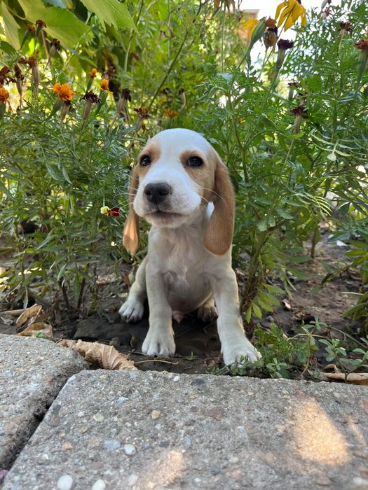 Caut casa pentru 5pui beagle bicolori/tricolori