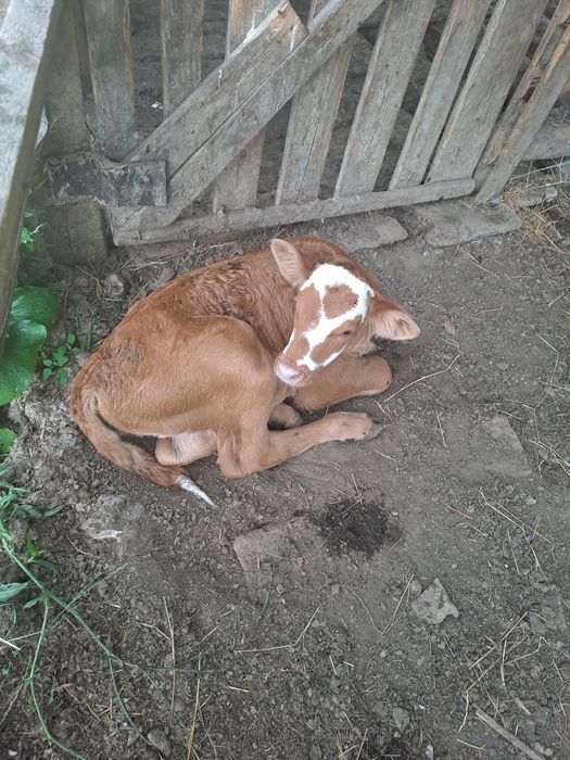 Vând vițeii  de rasa