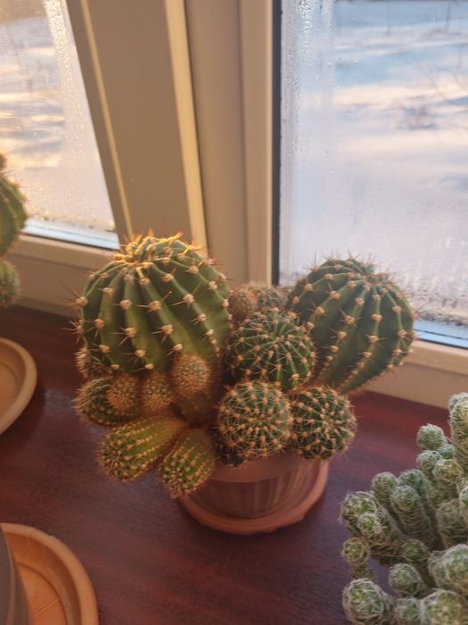 Комнатные растения