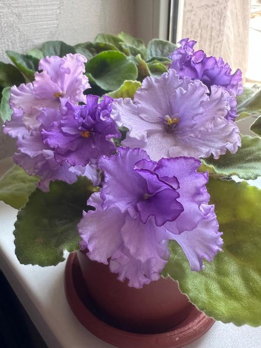 Продам фиалки разных цветов