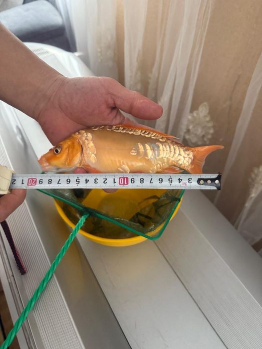 Карп кой рыбы для пруда и аквариума