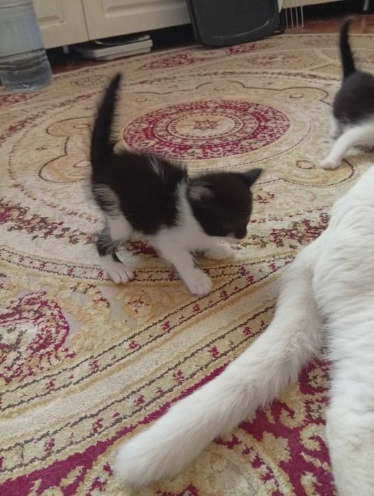 Отдам котят в хороши