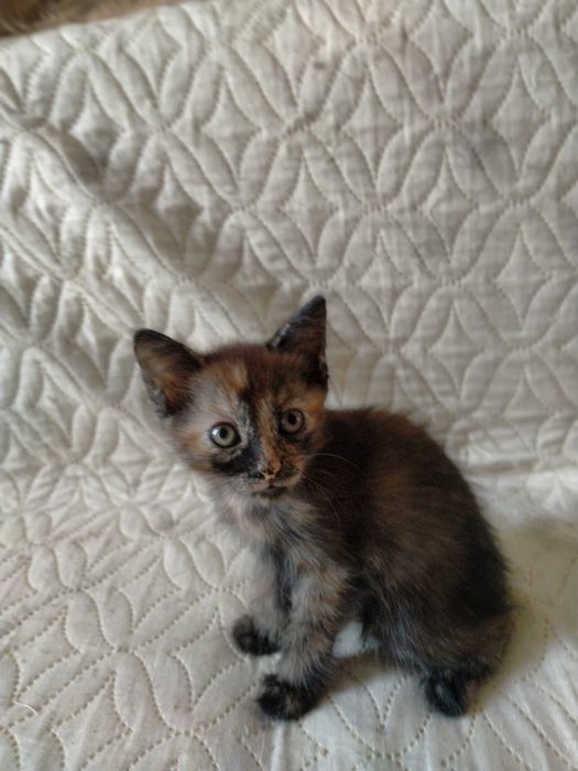 Отдам котят даром