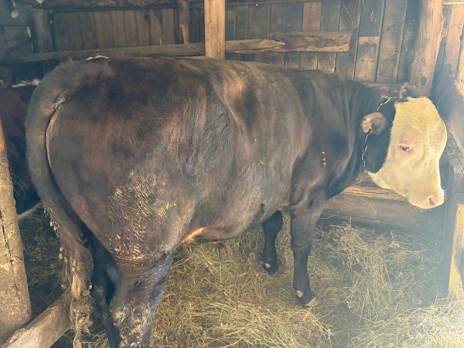 Продам бычков бело головые