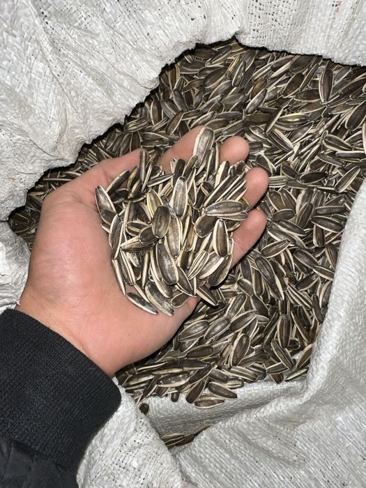 Продам семечки 2025