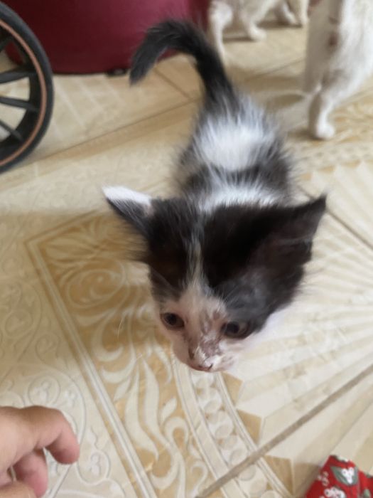 Отдам даром в добрые руки котят