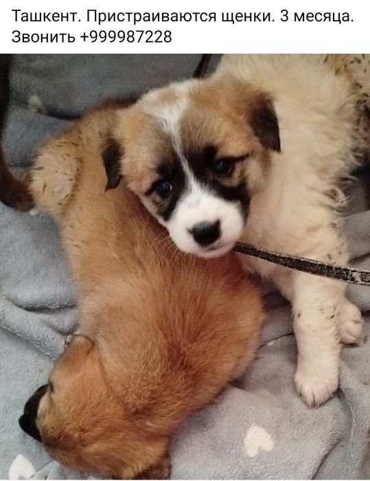 .Бесплатно щенки, собачки,  кошки, коты.