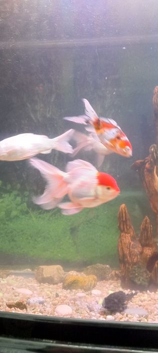 Аквариум 500л с рыбками