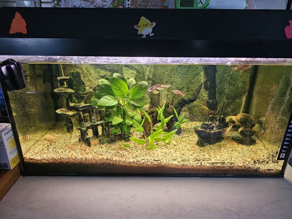 Acvariu juwel  60 L + filtru jbl e702+ decoratiuni