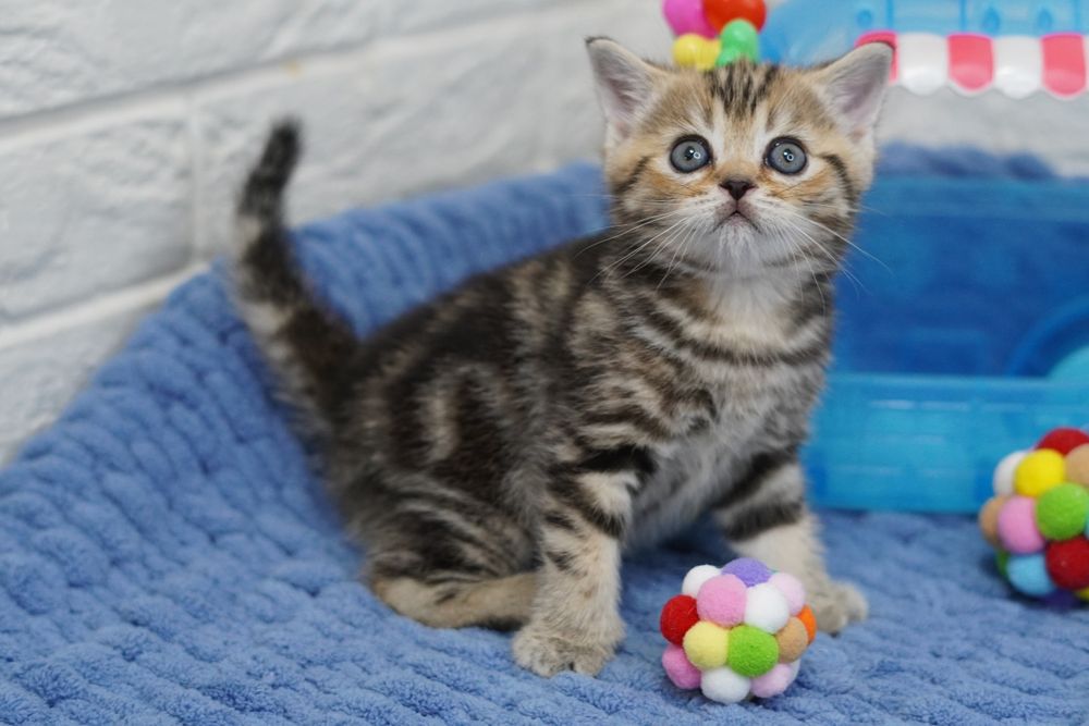 Шотландские хвостики