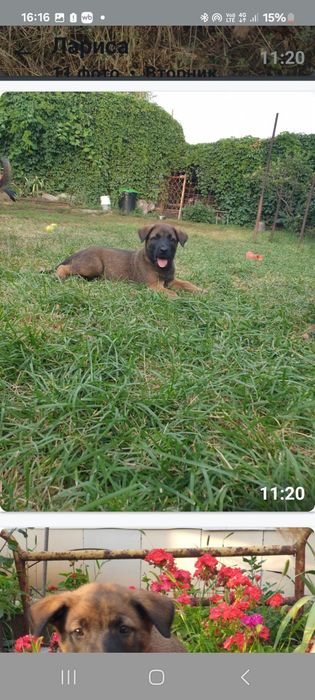 Продаются щенки бельгийской овчарки(малинуа)