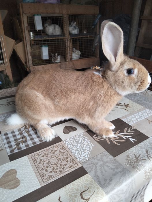 Iepuri hycole francez