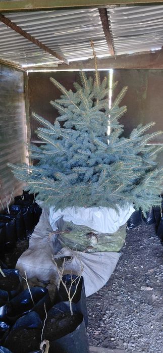 Продам Ель с комом 150кг
