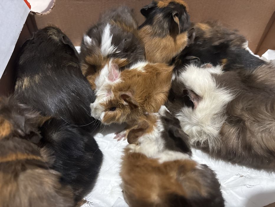 Porcușori de guineea