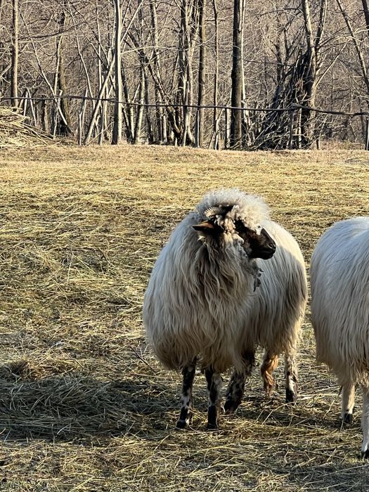Oi tinere disponibile