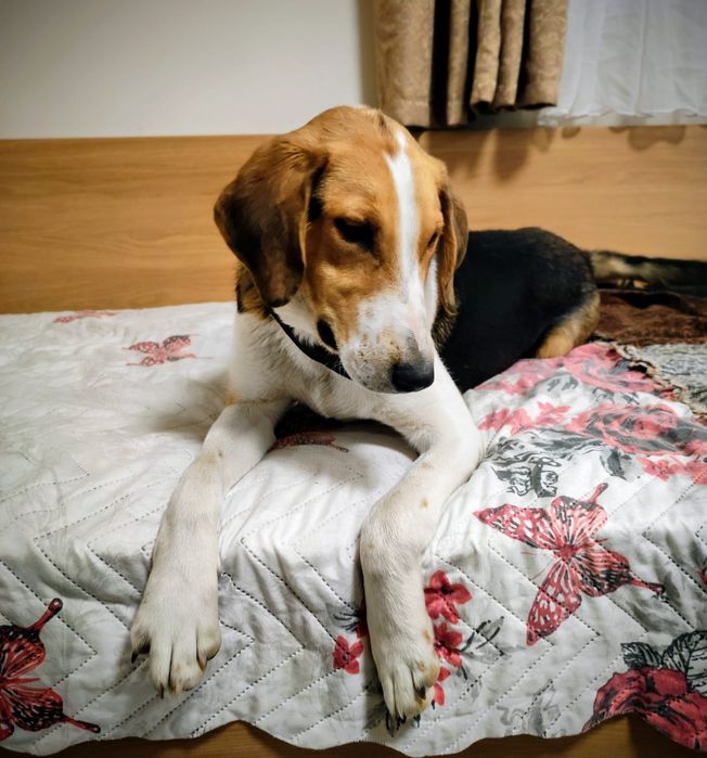 Подарявам мъжко куче