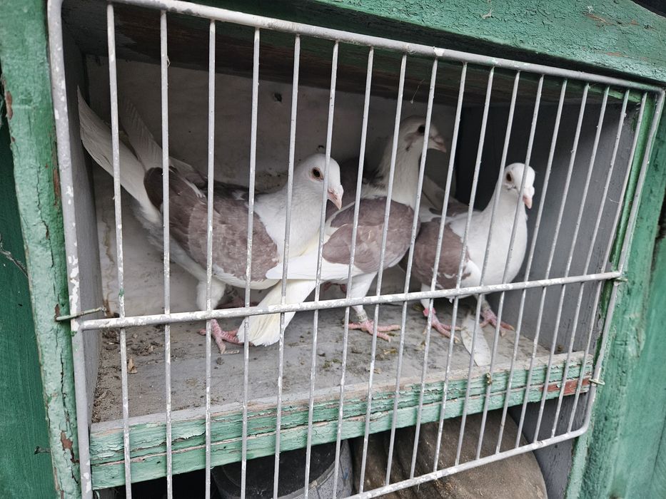 Porumbei voiajori capaciti pe rosu