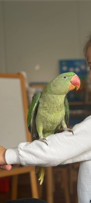 Vând marele Alexandru blânzi și pentru reproducere