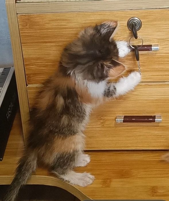 Отдам котёнка девочку