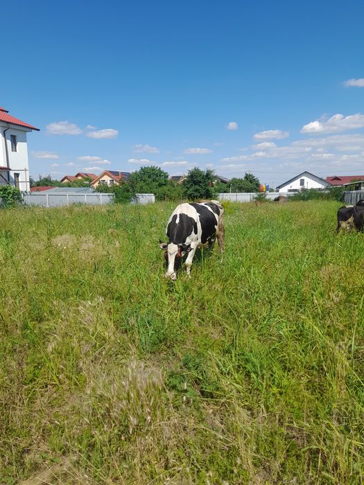 Vând vaca cu lapte
